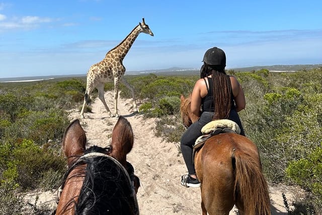 Horses and the male giraffe